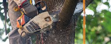 Best Tree Trimming and Pruning  in Lake Lifornia, CA