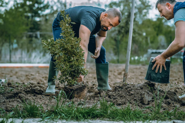 Best Hazardous Tree Removal  in Lake Lifornia, CA