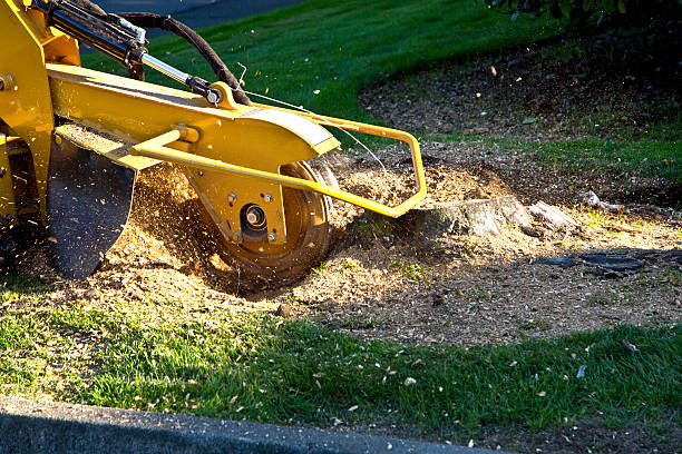 Lawn Grading and Leveling in Lake California, CA