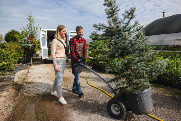Lawn Drainage Solutions in Lake California, CA
