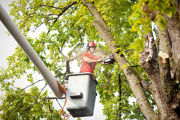 Best Utility Line Clearance  in Lake Lifornia, CA
