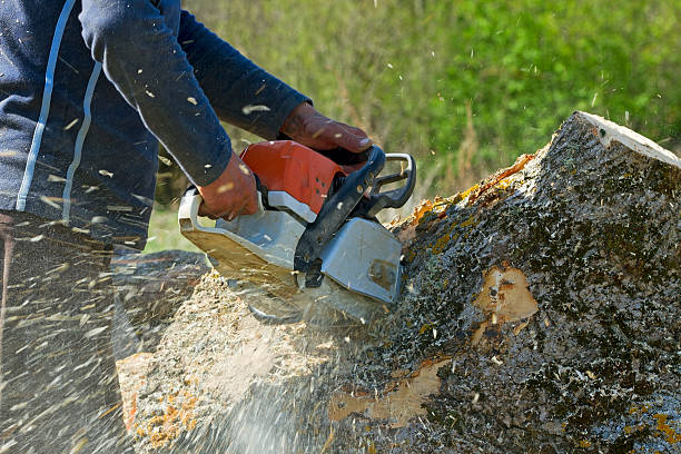 How Our Tree Care Process Works  in  Lake California, CA