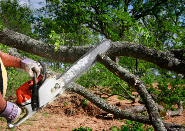 Trusted Lake California, CA Tree Services Experts